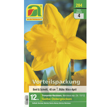 Gelbe Osterglocken Vorteilspackung, 12 Stück Trompeten-Narzissen