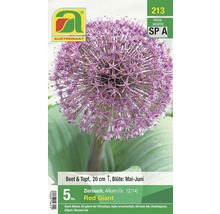 Zierlauch Red Giant Blumenzwiebelpackung für Beet und Topf