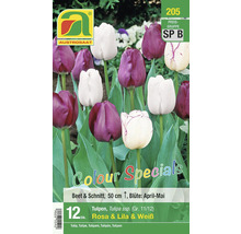 Packung Tulpenmischung Rosa, Lila und Weiß