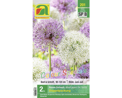 Blumenzwiebel Allium/Zierlauch 'Duo' 2 Stk