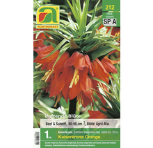 Verpackung Kaiserkrone Orange, Zwiebelblume