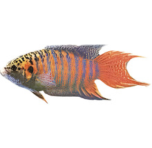 Prachtgurami Zierfisch