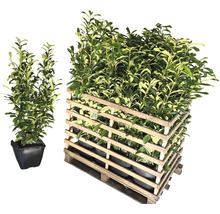 15 x Säulen-Kirschlorbeer ‘Genolia’ FloraSelf Prunus laurocerasus 'Genolia' H 100-125 cm ClickCo für ca. 6 m Hecke