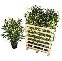 12 x Säulen-Kirschlorbeer ‘Genolia’ FloraSelf Prunus laurocerasus 'Genolia' H 80-100 cm Co 7,5 L für ca. 5 m Hecke