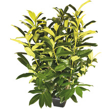 12 x Säulen-Kirschlorbeer ‘Genolia’ FloraSelf Prunus laurocerasus 'Genolia' H 80-100 cm Co 7,5 L für ca. 5 m Hecke