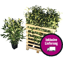 12 x Säulen-Kirschlorbeer ‘Genolia’ FloraSelf Prunus laurocerasus 'Genolia' H 80-100 cm Co 7,5 L für ca. 5 m Hecke