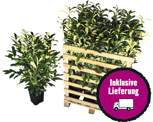 12 x Säulen-Kirschlorbeer ‘Genolia’ FloraSelf Prunus laurocerasus 'Genolia' H 80-100 cm Co 7,5 L für ca. 5 m Hecke