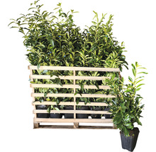 25 x Säulen-Kirschlorbeer ‘Genolia’ FloraSelf Prunus laurocerasus 'Genolia' H 80-100 cm Co 7,5 L für ca. 10 m Hecke