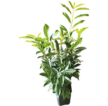 25 x Säulen-Kirschlorbeer ‘Genolia’ FloraSelf Prunus laurocerasus 'Genolia' H 80-100 cm Co 7,5 L für ca. 10 m Hecke