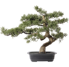 Kunstpflanze Bonsai Zeder Höhe: 40 cm grün
