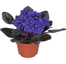 Afrikanisches Veilchen im Topf