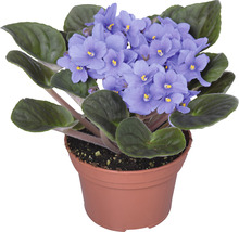 Afrikanisches Veilchen im Topf