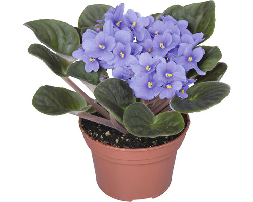 Afrikanisches Veilchen im Topf