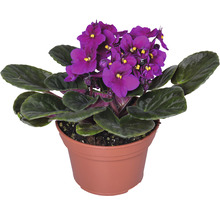 Topf mit Usambaraveilchen