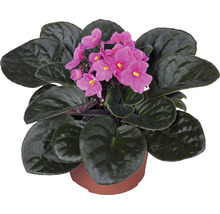 Afrikanisches Veilchen mit rosa Blüten im Topf