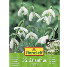 Verpackung mit 35 Galanthus woronowii Schneeglöckchen Blumenzwiebeln