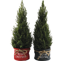 Zwei Miniatur-Weihnachtsbäume in dekorativen Töpfen mit der Aufschrift Frohe Weihnachten.