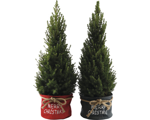 Zwei Miniatur-Weihnachtsbäume in dekorativen Töpfen mit der Aufschrift Frohe Weihnachten.