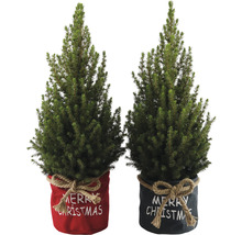 Zwei Topf-Weihnachtsbäume mit Merry Christmas Schriftzug