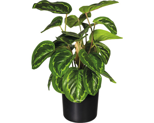 Kunstpflanze Maranta Hhe: 45 cm grn | HORNBACH AT