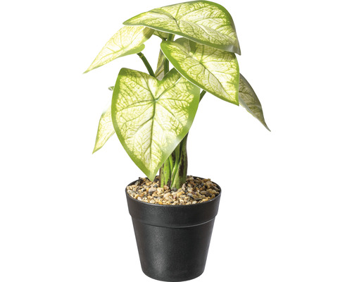 Kunstpflanze Caladium Höhe: 30 cm grün-weiß