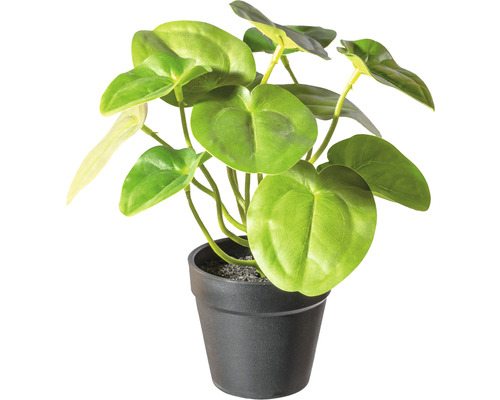 Kunstpflanze Pileabusch Höhe: 21 cm grün