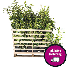 25 x Säulen-Kirschlorbeer ‘Genolia’ FloraSelf Prunus laurocerasus 'Genolia' H 80-100 cm Co 7,5 L für ca. 10 m Hecke