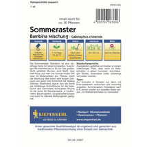 Sommeraster Bambina Mischung Saatgutpackung