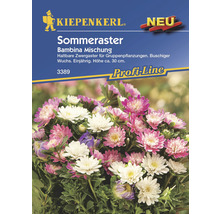 Sommeraster Bambina Mischung Samenpackung von Kiepenkerl