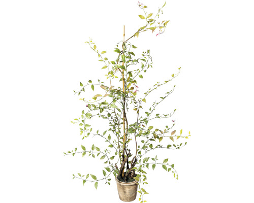 Kunstpflanze Lonicera Japonica Höhe: 100 cm grün