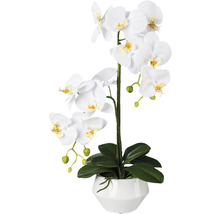Kunstpflanze Phalaenopsis Höhe: 52 cm weiß