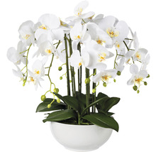 Weiße Orchidee in weißem Topf