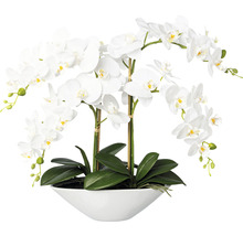 Dekorative weiße Orchidee im Topf