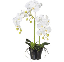 Kunstpflanze Phalaenopsis Höhe: 62 cm weiß