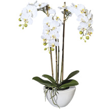 Kunstpflanze Miniphalenopsis Höhe: 51 cm weiß
