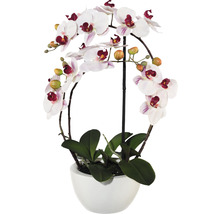 Orchidee im Topf mit weißen Blüten und grünen Blättern