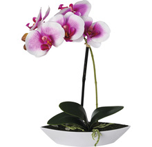 Dekorative Orchidee in weißem Topf