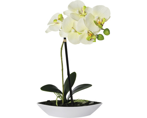 Kunstpflanze Phalaenopsis in Schale Höhe: 30 cm grün