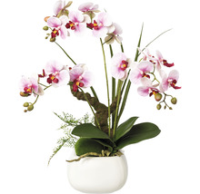 Dekorative Orchidee in einem weißen Topf