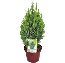 Zypresse in einem Topf