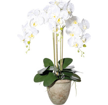Dekorative weiße Orchidee im Topf für den Innenbereich