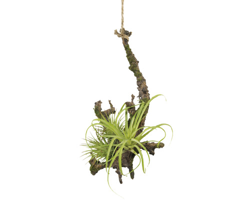Kunstpflanze auf Ast Höhe: 15 cm grün
