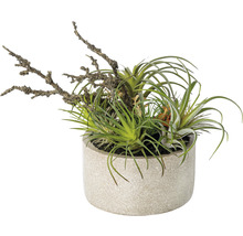 Kunstpflanze Tillandsien Mix Höhe: 26 cm grün