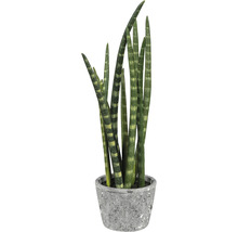 Sansevieria cylindrica Zimmerpflanze in einem Topf