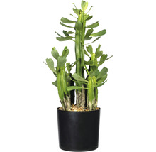 Kunstpflanze Euphorbie Höhe: 40 cm grün