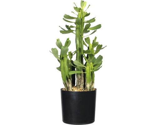 Kunstpflanze Euphorbie Höhe: 40 cm grün