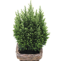 Zypresse in einem Korb