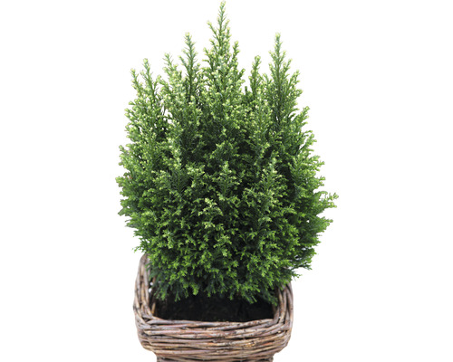 Zypresse in einem Korb