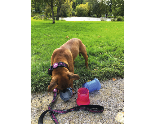 Hund mit Halsband und Leine neben zusammenfaltbaren Näpfen und Wasserflasche im Freien