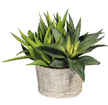 Aloe Vera Kunstpflanze im geflochtenen Korb